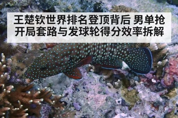 王楚钦世界排名登顶背后 男单抢开局套路与发球轮得分效率拆解 | kaiyun